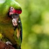 Military Macaw parrot