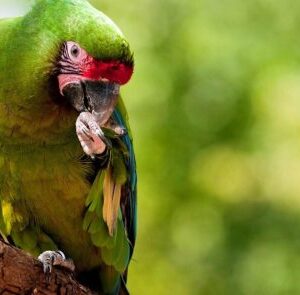 Military Macaw parrot