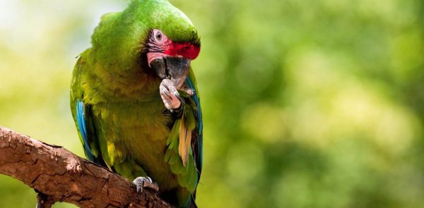 Military Macaw parrot