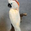 Buy Moluccan Cockatoo parrots