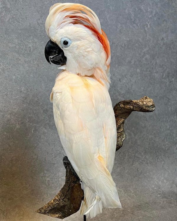 Buy Moluccan Cockatoo parrots