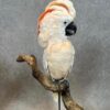 Buy Moluccan Cockatoo parrots