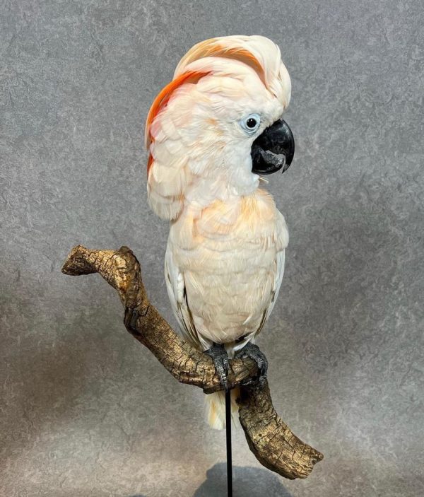 Buy Moluccan Cockatoo parrots