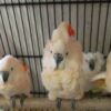 Buy Moluccan Cockatoo parrots