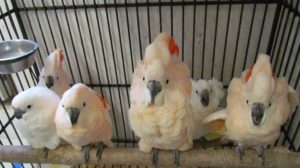 Buy Moluccan Cockatoo parrots