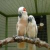 Buy Moluccan Cockatoo parrots