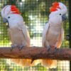 Buy Moluccan Cockatoo parrots