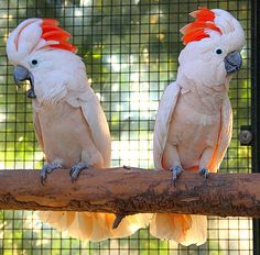 Buy Moluccan Cockatoo parrots