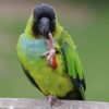 Nanday Conure parrot