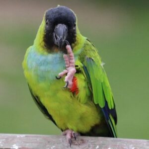 Nanday Conure parrot