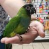 Nanday Conure