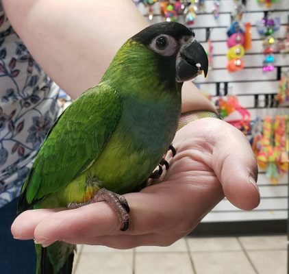 Nanday Conure