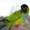 Nanday Conure Parrots for Sale