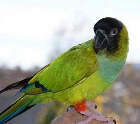 Nanday Conure Parrots for Sale