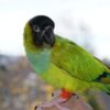 Nanday Conure Parrots for Sale