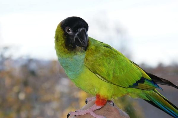 Nanday Conure Parrots for Sale