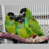 Nanday Conure Parrots for Sale