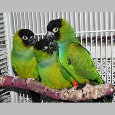 Nanday Conure Parrots for Sale