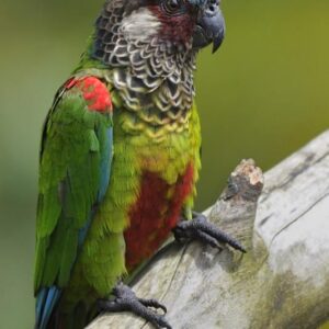 Painted Conure parrot