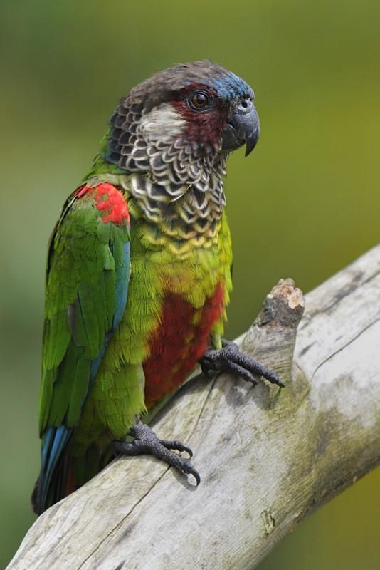 Painted-Conure-w Painted Conure parrot