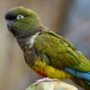 Patagonian Conures parrot