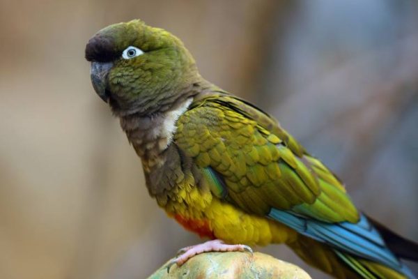 Patagonian Conures parrot