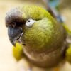 Hand-Reared Patagonian Conure for Sale
