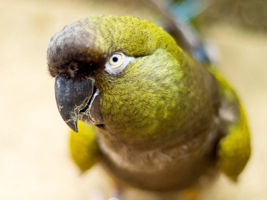Hand-Reared Patagonian Conure for Sale