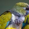 Hand-Reared Patagonian Conure for Sale