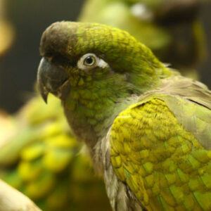 Patagonian Conures parrots