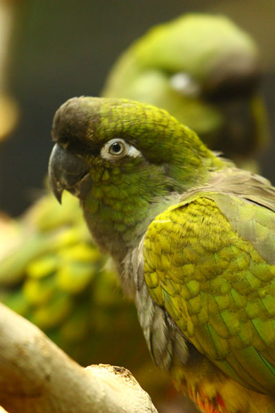 Patagonian Conures parrots