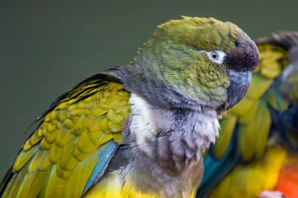 Hand-Reared Patagonian Conure for Sale