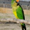 Peach Fronted Conure parrot