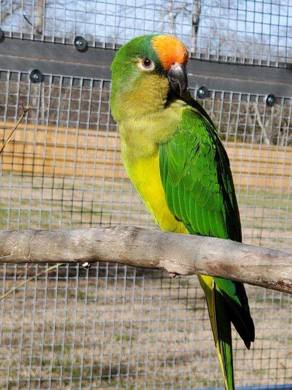 Peach Fronted Conure parrot