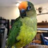 Peach Fronted Conure parrot