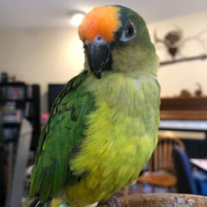 Peach-Fronted-Conure-5-400x400 Peach Fronted Conure parrot