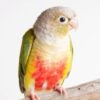 Pineapple Green Cheek Conures parrot