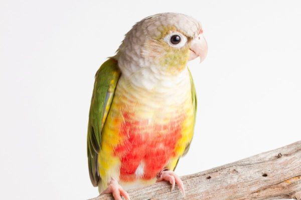 Pineapple Green Cheek Conures parrot