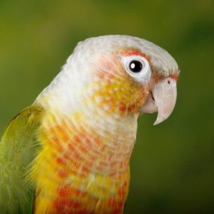 Pineapple Green Cheek Conures parrot