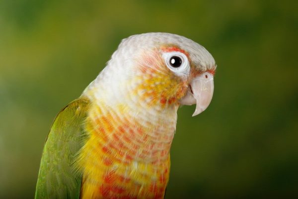 Pineapple Green Cheek Conures parrot