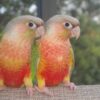 Buy Rare Pineapple Green Cheek Conure for Sale