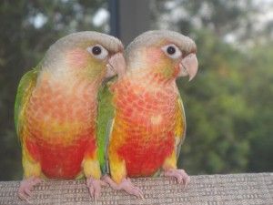 Buy Rare Pineapple Green Cheek Conure for Sale