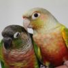 Buy Rare Pineapple Green Cheek Conure for Sale