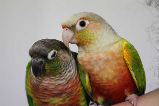 Buy Rare Pineapple Green Cheek Conure for Sale