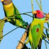 Plum-Headed Parakeet for sale