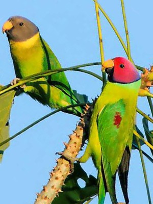 Plum-Headed Parakeet for sale