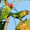 Plum-Headed Parakeet for sale