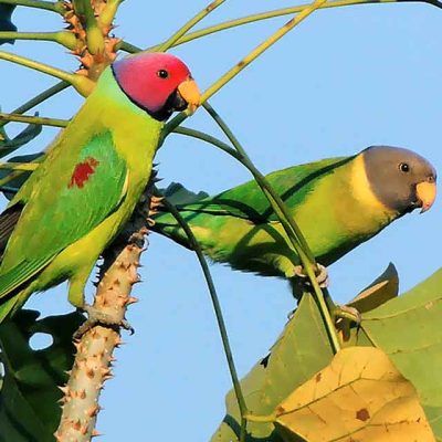 Plum-Headed Parakeet for sale