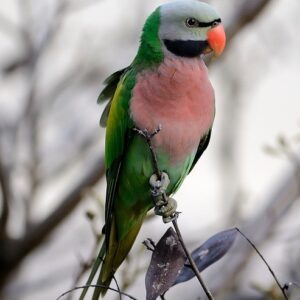 Red-Breasted Parakeet