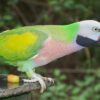 Red-Breasted Parakeet for sale